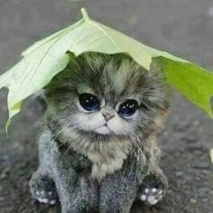 Meet your Posher, Nuca